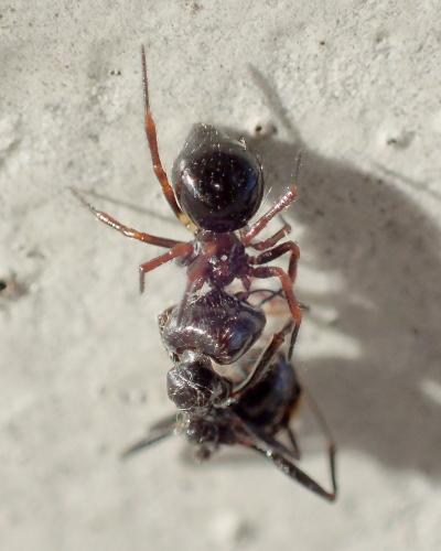 Réf. 244 552 : Euryopis episinoides
